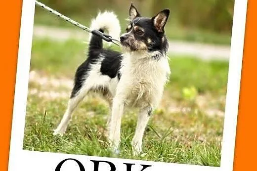 7 kg,towarzyski,łagodny,przyjazny piesek ORK,szczepiony.Adopcja,  dolnośląskie Wrocław