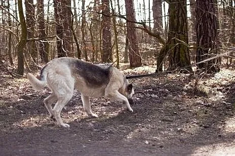 Tekla - cudowna, ułożona, łagodna sunia szuka domu