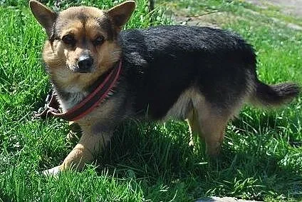 5-kg okruszek nie radzi sobie w schronisku,  śląskie Katowice