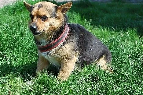 5-kg okruszek nie radzi sobie w schronisku,  śląsk