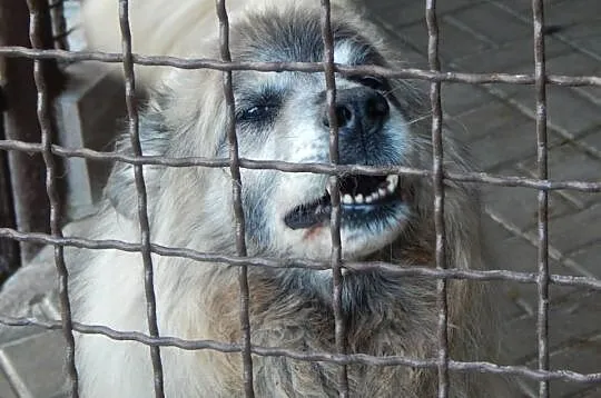 Piękny kudłacz szuka domu !