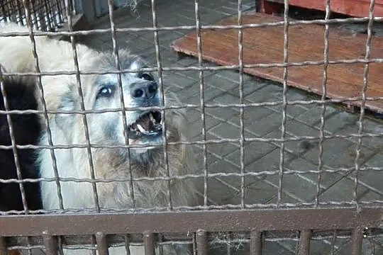 Piękny kudłacz szuka domu !
