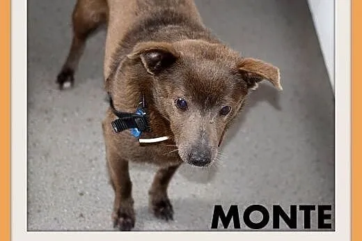 MONTE,9kg,łagodny,spokojny piesek czekoladowy.ADOPCJA,  dolnośląskie Wrocław