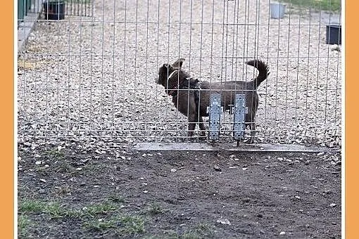 MONTE,9kg,łagodny,spokojny piesek czekoladowy.ADOP