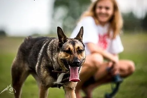 Kimba szuka aktywnego kompana,  mazowieckie Warsza