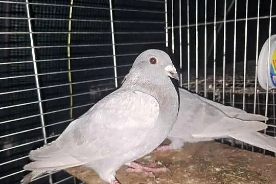 Golebie