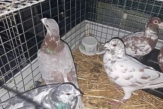 Golebie, Lubelskie, Niedrzwica Duża