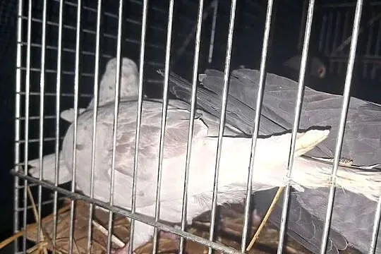 Golebie, Lubelskie, Niedrzwica Duża
