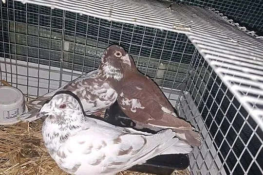 Golebie, Lubelskie, Niedrzwica Duża