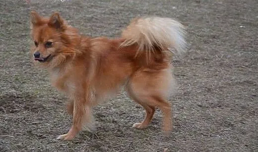 Fox, mały młody psiak, wielkopolskie Kalisz