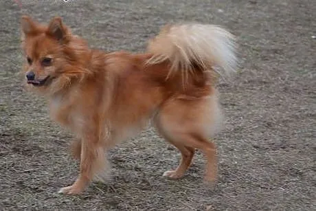 Fox, mały młody psiak,  wielkopolskie Kalisz