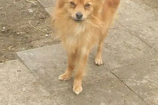 Fox, mały młody psiak,  wielkopolskie Kalisz