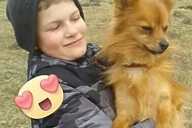 Fox, mały młody psiak,  wielkopolskie Kalisz