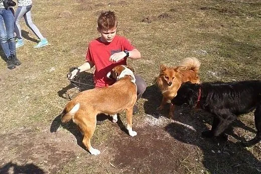 Fox, mały młody psiak,  wielkopolskie Kalisz