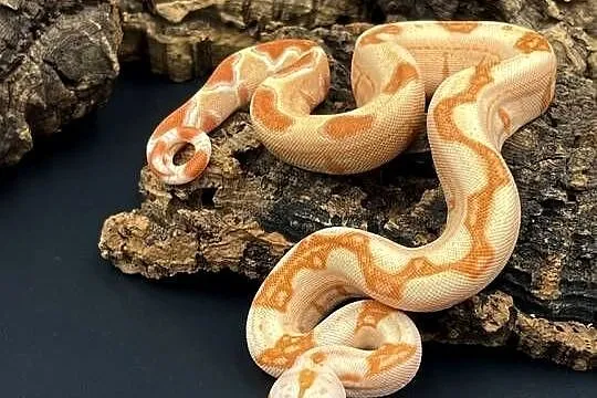 Boa imperator/Boa cesarski V