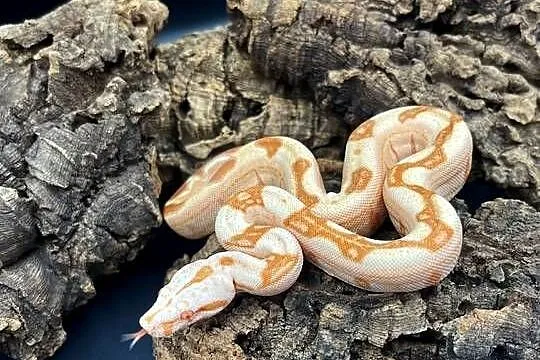Boa imperator/Boa cesarski V, Śląskie, Sosnowiec