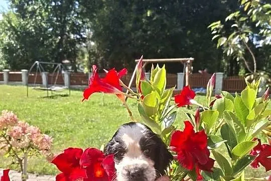 Springer Spaniel Angielski ZKwP, Kujawsko-pomorskie, Toruń