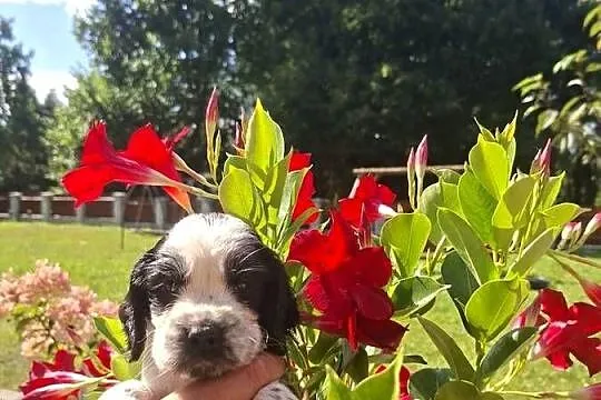 Springer Spaniel Angielski ZKwP, Kujawsko-pomorskie, Toruń