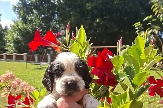 Springer Spaniel Angielski ZKwP, Kujawsko-pomorskie, Toruń