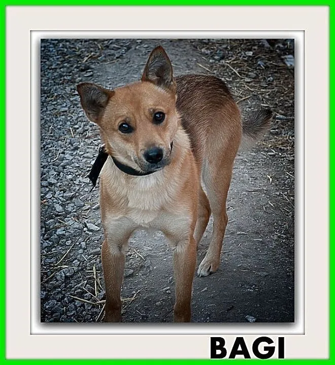 BAGI,średni,łagodny,szczepiony piesek.ADOPCJA, , Wrocław