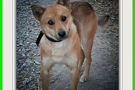 BAGI,średni,łagodny,szczepiony piesek.ADOPCJA, , Wrocław