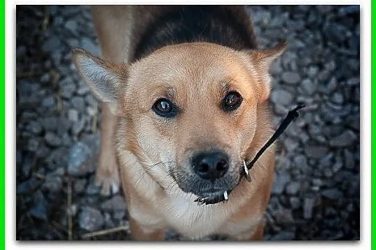 BAGI,średni,łagodny,szczepiony piesek.ADOPCJA, , Wrocław