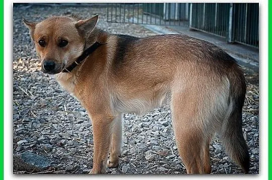 BAGI,średni,łagodny,szczepiony piesek.ADOPCJA, , Wrocław