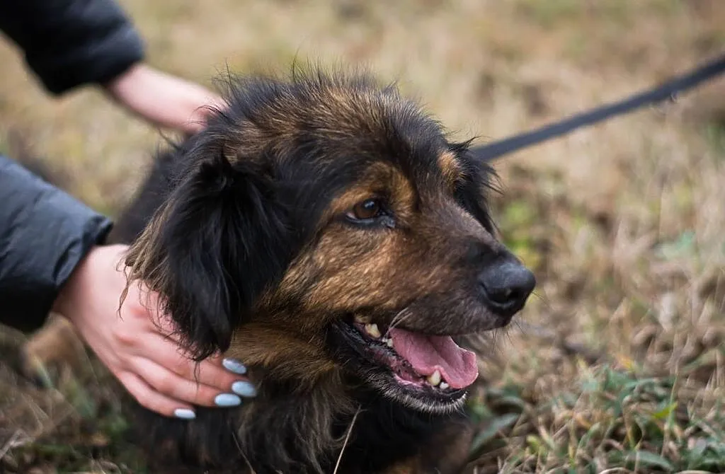 Dino – wesoły kudłacz do adopcji, , Świdnica
