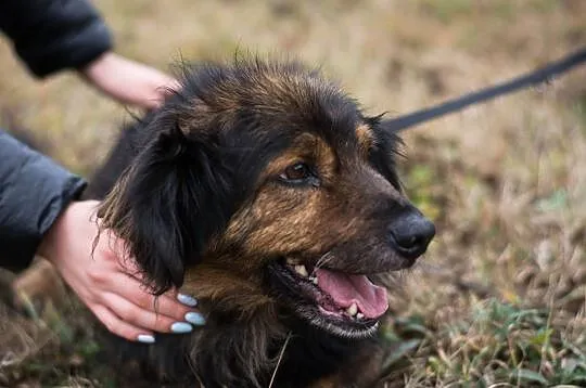 Dino – wesoły kudłacz do adopcji, , Świdnica