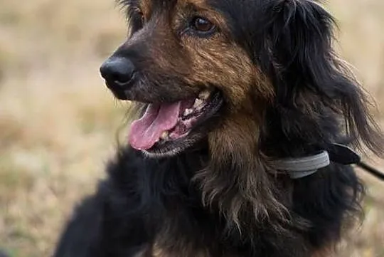 Dino – wesoły kudłacz do adopcji, , Świdnica