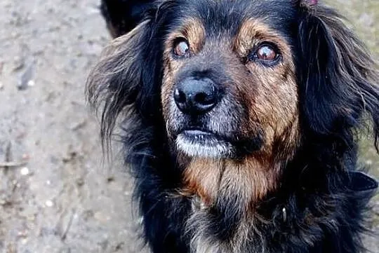 Dino – wesoły kudłacz do adopcji, , Świdnica