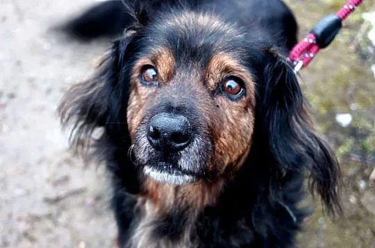 Dino – wesoły kudłacz do adopcji, , Świdnica