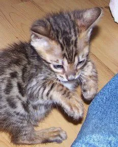 Kocięta bengalskie... napisz do nas na WhatsApp: +27848239748, , Terespol Pomorski