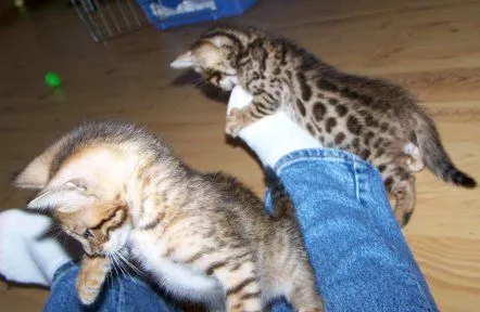 Kocięta bengalskie... napisz do nas na WhatsApp: +27848239748, , Terespol Pomorski