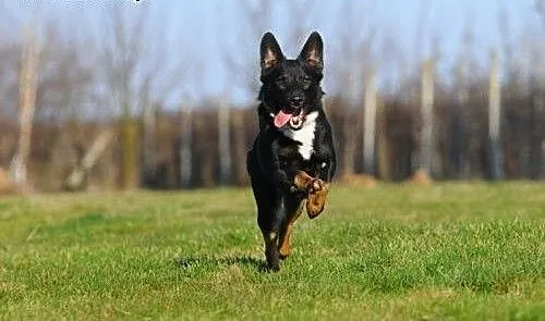 Fago dwa latka tylko ma i domu szuka, mazowieckie