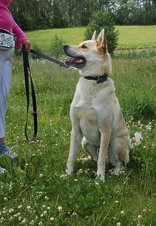 Diego- idealny dla aktywnych , Kundelki cała Pols
