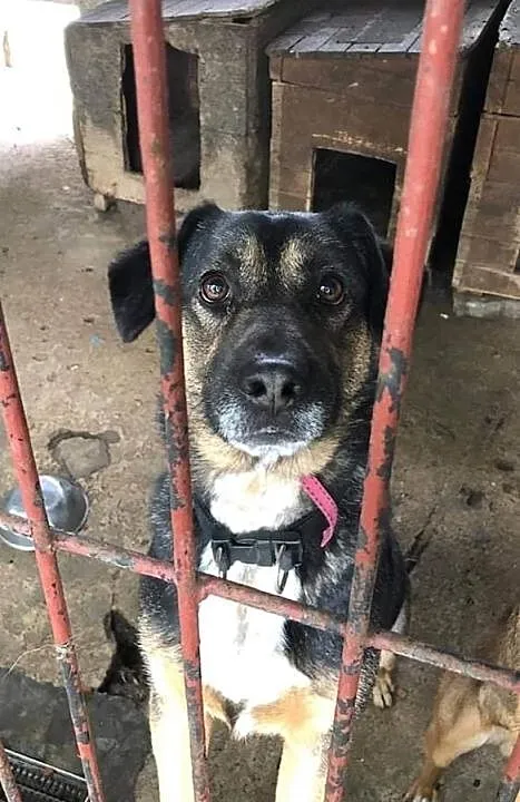 Ciapek do adopcji!, Łódzkie, Tomaszów Mazowiecki