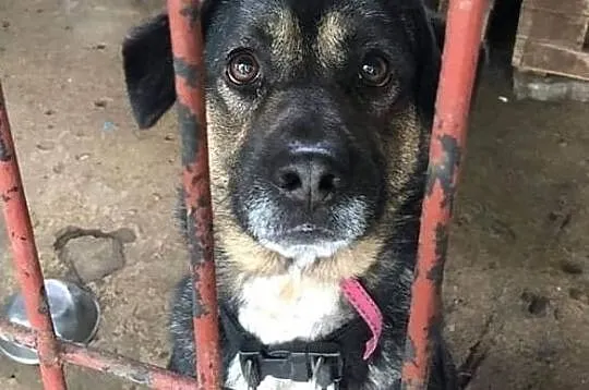Ciapek do adopcji!, Łódzkie, Tomaszów Mazowiecki