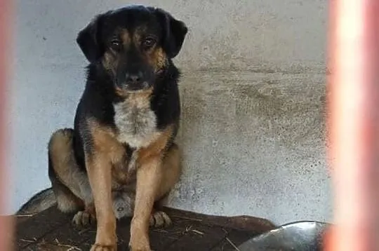 Ciapek do adopcji!, Łódzkie, Tomaszów Mazowiecki