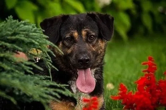 Ciapek do adopcji!, Łódzkie, Tomaszów Mazowiecki