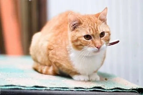 Młody, grzeczny Edward, ruda kocia piękność adopcja, Koty pospolite cała Polska