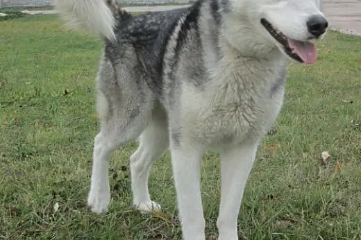 TROY- młody i spokojny pies husky do adopcji,  łód