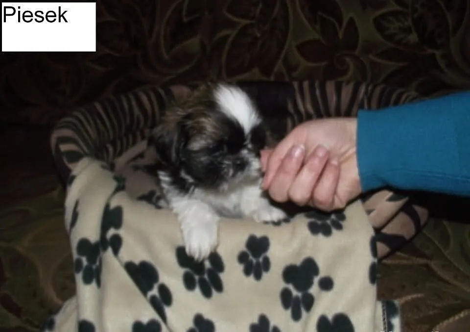 Szczeniaczki shih-tzu