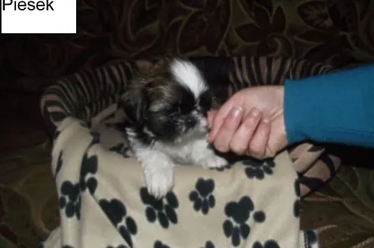 Szczeniaczki shih-tzu
