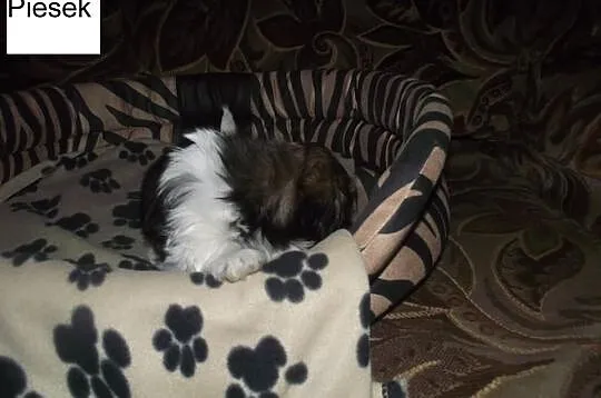 Szczeniaczki shih-tzu