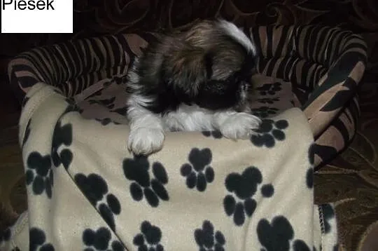 Szczeniaczki shih-tzu