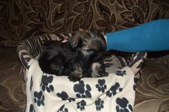 Szczeniaczki shih-tzu