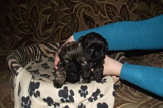 Szczeniaczki shih-tzu