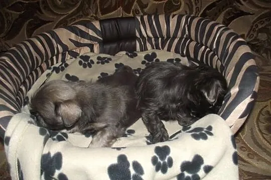 Szczeniaczki shih-tzu