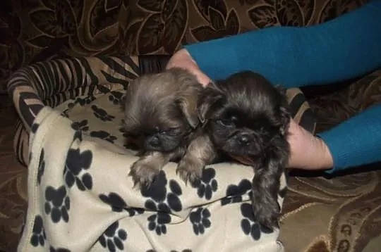 Szczeniaczki shih-tzu